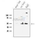 Phospho-Parkin (Ser65) Antibody -AF3500