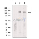 Phospho-MORC2 (Ser615) Antibody -AF3501