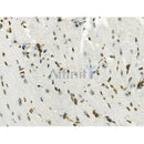 Phospho-DNMT3A (Ser390/Ser393) Antibody -AF3503
