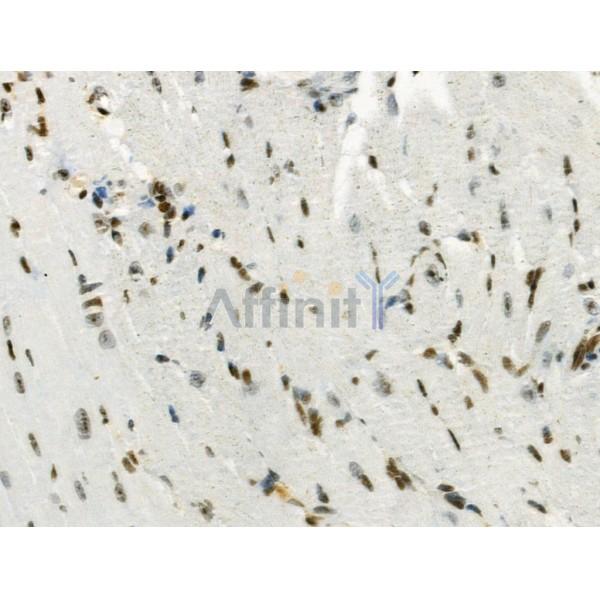 Phospho-DNMT3A (Ser390/Ser393) Antibody -AF3503