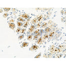 Phospho-MAFB (Ser304) Antibody -AF3504