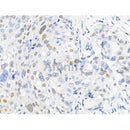 Phospho-KDM3A (Tyr1114) Antibody -AF3506