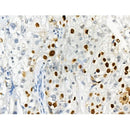 Phospho-DYRK1A/B (Tyr319/Tyr271) Antibody -AF3507
