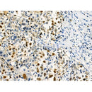 Phospho-SAMHD1 (Thr592) Antibody -AF3508