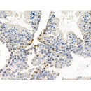 Phospho-AurB/C (Thr236/Thr202) Antibody -AF3512