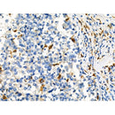 Phospho-STUB1/CHIP (Ser19) Antibody -AF3514