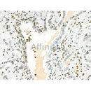 Phospho-PYCARD (Ser195) Antibody -AF3515