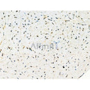 Phospho-TAO2 (Ser181) Antibody -AF3516