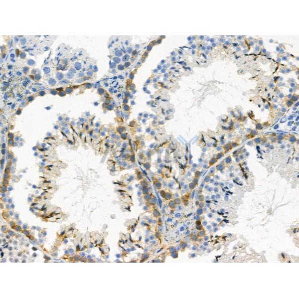 Phospho-ZO-2 (Tyr1118) Antibody -AF3518
