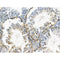 Phospho-ZO-2 (Tyr1118) Antibody -AF3518