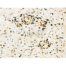 Phospho-PAK5/6 (Ser602/Ser560) Antibody -AF3522