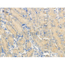Phospho-PERK (Ser715) Antibody -AF3523