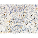 Phospho-hFANCI (Ser559) Antibody -AF3525