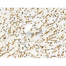 Phospho-hFANCI (Ser565) Antibody -AF3526