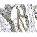 Phospho-RAD18 (Ser99) Antibody -AF3529