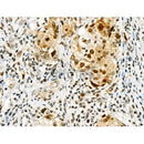 Phospho-RAD18 (Ser471) Antibody -AF3530
