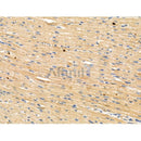 Phospho-Anillin (Ser635) Antibody -AF3533