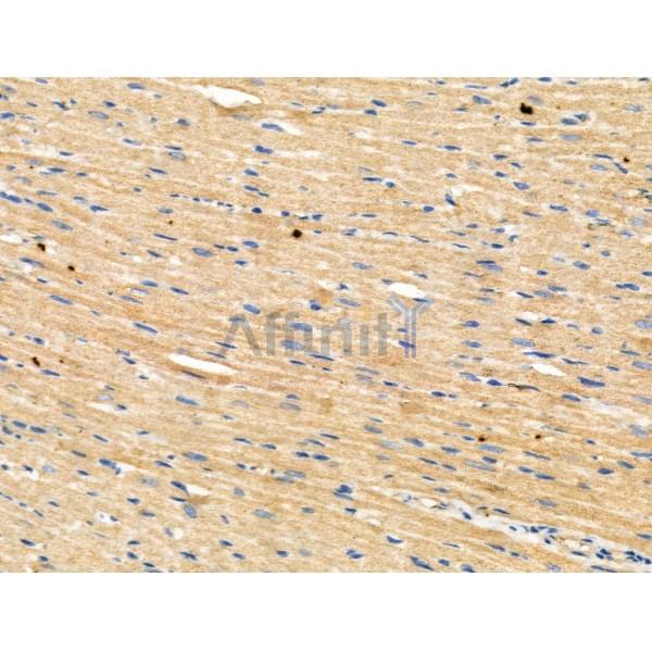 Phospho-Anillin (Ser635) Antibody -AF3533