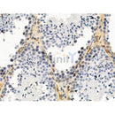 Phospho-Nanog (Thr280) Antibody -AF3535