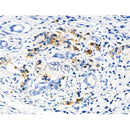 Phospho-SIK2 (Ser358) Antibody -AF3539