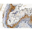 Phospho-FGF23 (Ser212) Antibody -AF3542