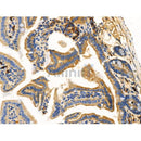 Phospho-PHD2 (Ser125) Antibody -AF3543