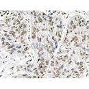 Phospho-Foxp3 (Ser19) Antibody -AF3544