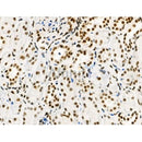 Phospho-MAP3K3 (Ser166) Antibody -AF3545