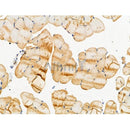 Phospho-ASK1 (Ser1033) Antibody -AF3548