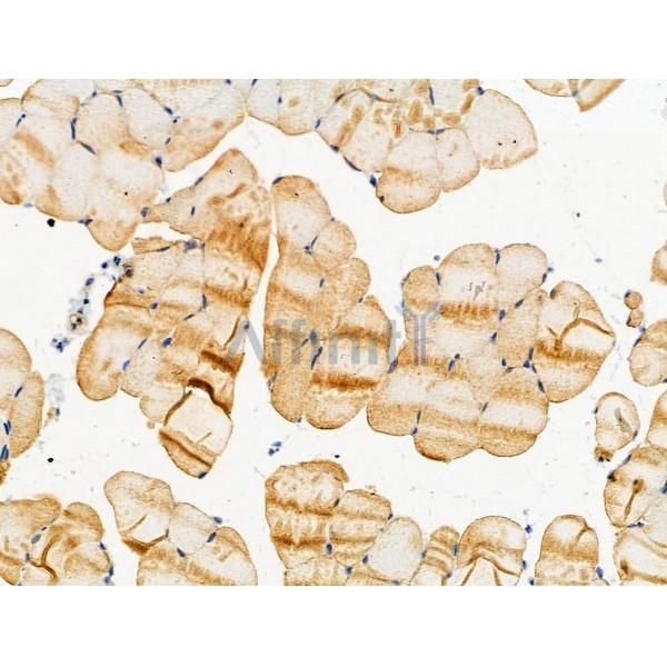 Phospho-ASK1 (Ser1033) Antibody -AF3548