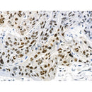 Phospho-UHRF1 (Ser311) Antibody -AF3553