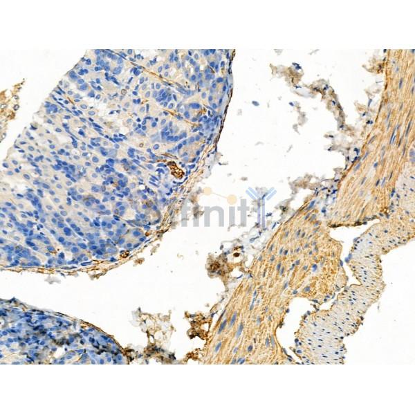 Phospho-WNK4 (Ser575) Antibody -AF3557