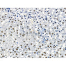 Phospho-SirT1 (Thr530) Antibody -AF3559