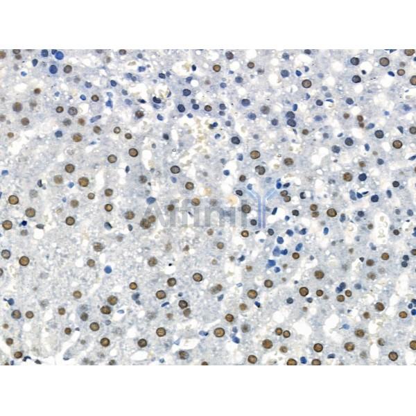 Phospho-SirT1 (Thr530) Antibody -AF3559