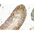 Phospho-IRF7 (Ser439) Antibody -AF3561