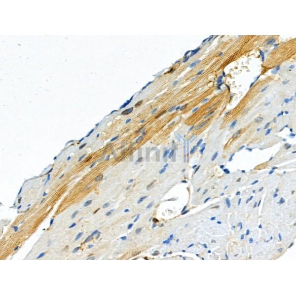 Phospho-RYR2 (Ser2030) Antibody -AF3562