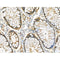 Phospho-BLNK (Tyr84) Antibody -AF3566