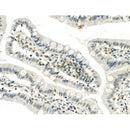 Phospho-SIRT6 (Ser338) Antibody -AF3569