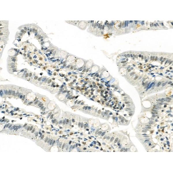Phospho-SIRT6 (Ser338) Antibody -AF3569