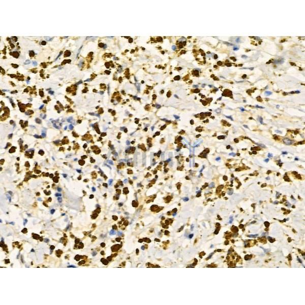 Phospho-SIRT6 (Ser10) Antibody -AF3570