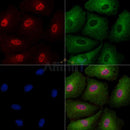 Phospho-SIRT6 (Thr294) Antibody -AF3571