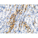 Phospho-SIRT2 (Ser368) Antibody -AF3573
