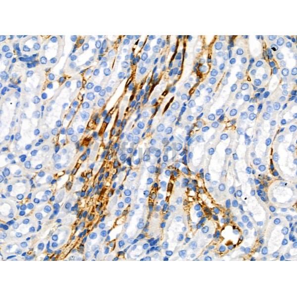 Phospho-SIRT2 (Ser368) Antibody -AF3573