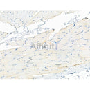 Phospho-LRRK2 (Ser935) Antibody -AF3578