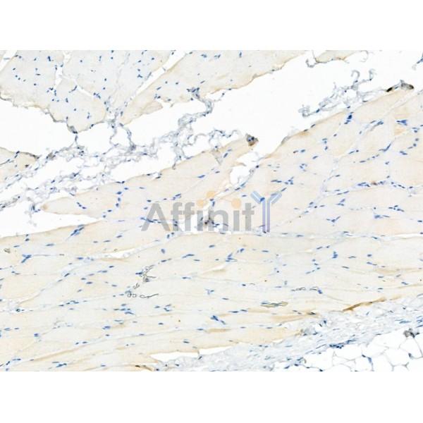 Phospho-LRRK2 (Ser935) Antibody -AF3578