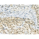 Phospho-TORC2 (Ser275) Antibody -AF3579