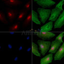 Phospho-NLRC4 (Ser533) Antibody -AF3580