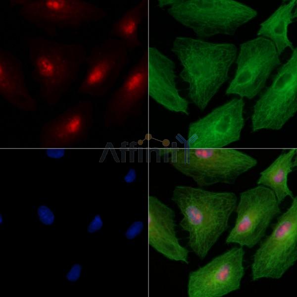 Phospho-NLRC4 (Ser533) Antibody -AF3580