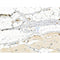 Phospho-PFKFB3 (Ser461) Antibody -AF3581