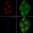 Phospho-EZH2 (Ser311) Antibody -AF3583